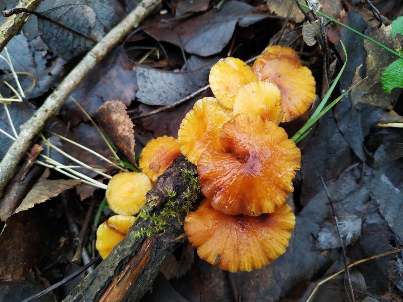 9. Зимний опенок (Flammulina velutipes)